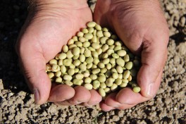 Two cupped hands hold edamame seeds above the soil