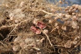 Bright red nodules in a soya root