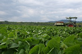 A tractor drives through a field of green edamame plants