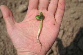 Edamame soya seedling in a hand palm
