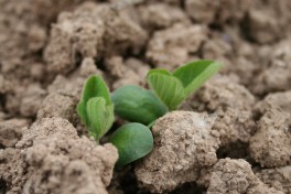 Field emergence of a edamame plant