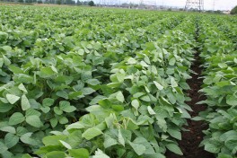 Edamame plant rows in the field