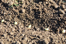 Edamame seed grains in the soil