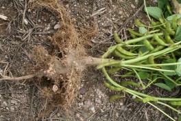 Edamame roots with large white root nodules due to the inoculation