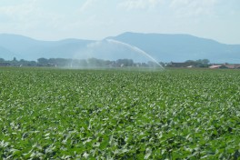 Irrigation of an edamame field