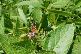 Painted Lady butterfly seated on an edamame plant