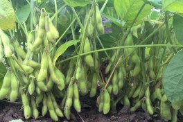 bundles of ripe edamame beans on the plant