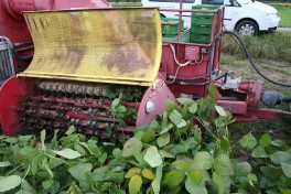 Close up of an Edamame harvester in action.