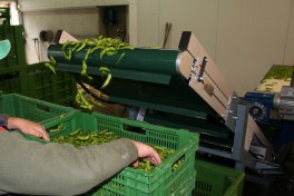 two arms in a selecting process of edamame beans on a conveyor belt.
