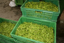 Edamame ready for the market in market boxes