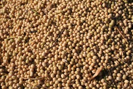 healthy edamame seed of high quality