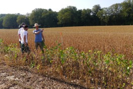 Three people in a conventional dry soya field