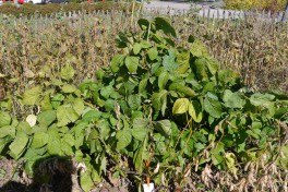 Edamame plants with little yield due to The short-day tendencies of this variety called 