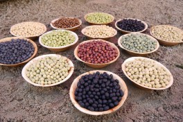 Different varieties of Edamame seeds