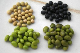 Edamame: Oben Samen, unten frische Kerne: Links Sorte Green Shell, rechts Hokkai Black.