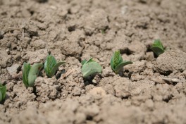 Edamame plants breaking ground in the field